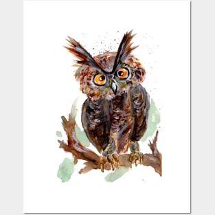 Little Owl Posters and Art